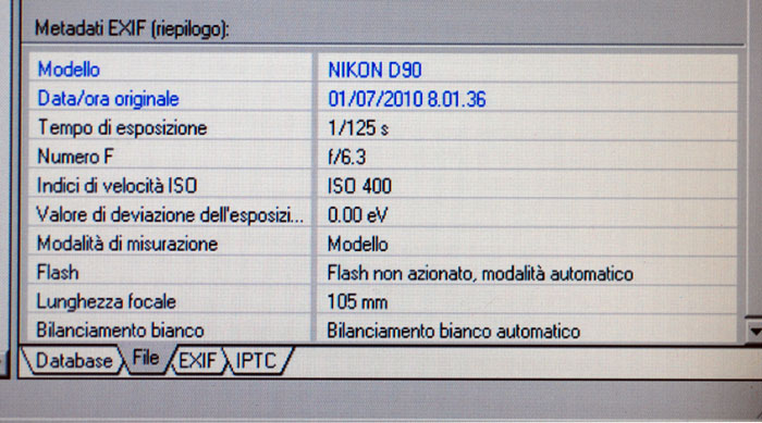 Quale Noctua? Noctua comes  (cfr.)